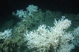 Effects of Ocean Acidification on Deep-Sea Corals