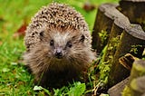 The hedgehogs of German philosopher Arthur Schopenhauer