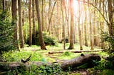 a green forest glade