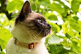 Cats & the Climate Crisis: How Eco-Conscious Cat Owners Can Make a Difference