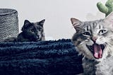My Cat Is a Carnivore, but He Is Allergic to Meat!