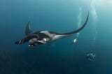 Soccoro Dive Trip January 2024: Manta Dreams