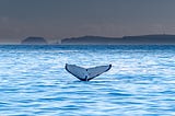 The tail of a migrating whale sticks out above the ocean water.