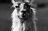 Harnessing the Power of Llama 2 Using Google Colab