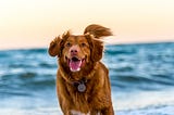 Happy dog