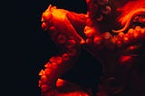Curled arms of an octopus bathed in red light against a stark black background. The arms bear rows of suckers.