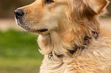 Golden Retriever Breed Guide- History, Care &Grooming, Exercise &Training