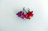 A photo of two dried flowers