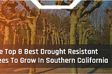 The Top 8 Best Drought Resistant Trees To Grow In Southern California