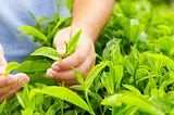 Harvesting & improving Tea quality through IoT in fermentation process