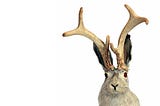 The Resilience Myths List