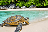 Turtle-Habitat-1