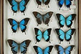 A collection of dead butterflies pinned inside a glass frame.