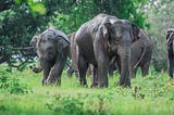 Discovering the Majestic Elephant Gathering at Minneriya National Park