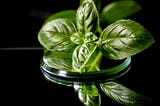 How to Grow Basil