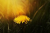 Healthy & Natural Recipes Using Dandelions