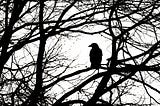 Silhouette of a raven in a tree