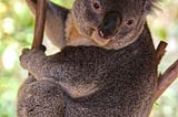 The Weird and Wonderful World of Animals!