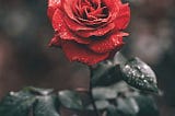 A red rose with dew droplets