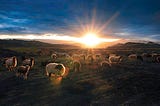Starry Pastures