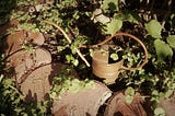 Gathering Ground Ivy