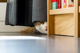 Cat behind a piece of furniture, peeking out from under a curtain.