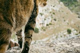 More-than-human relationality: Walking together