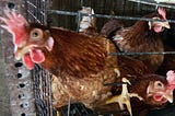 How biggest animal welfare reform in history will free 300 million from cages