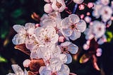 Our memories of Spring