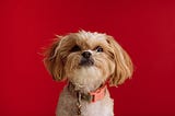 https://dognames.xyz/