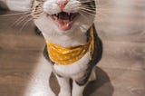 Daily Affirmations For Cats