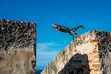 A lizard leaping between two walls with a blue sky in the background.