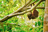 Picture of a Costa Rican Sloth hanging from a tree