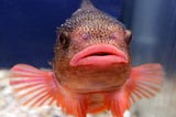 Pufferfish with enormous lips.