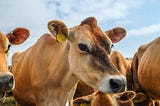 Cattle — not Pets: The Automation Journey with our Build System Infrastructure