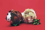 How to Bury a Guinea Pig in 10 Steps