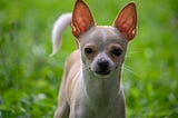 My Dog Is A White Supremacist