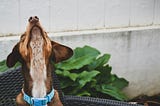 An Unexpected Conservation Ally: Dogs Sniffing Out Endangered Species