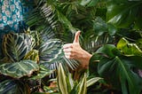 “Plants May Be ‘Screaming’ for Help: What Science Says About Their Hidden World of Stress”