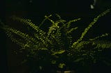 Las plantas