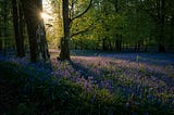 A field of bluebells