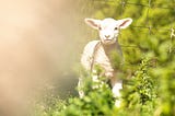 Would Jesus Kill an Animal? What Do You Think?