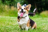 Ten Curious Facts About Dogs