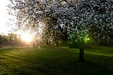 An apple tree with white blossoms; in the backround the sun reaches the horizon.