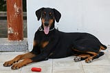 A doberman lying down, tongue hanging out…