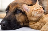 Creating Dog versus Cat Classifier using Transfer Learning