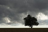 Trees in a storm