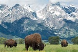 Top 5 Things To Do In Jackson Hole WY