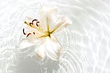 Jasmine Tea