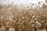 A field of grasses with fluffy seed heads